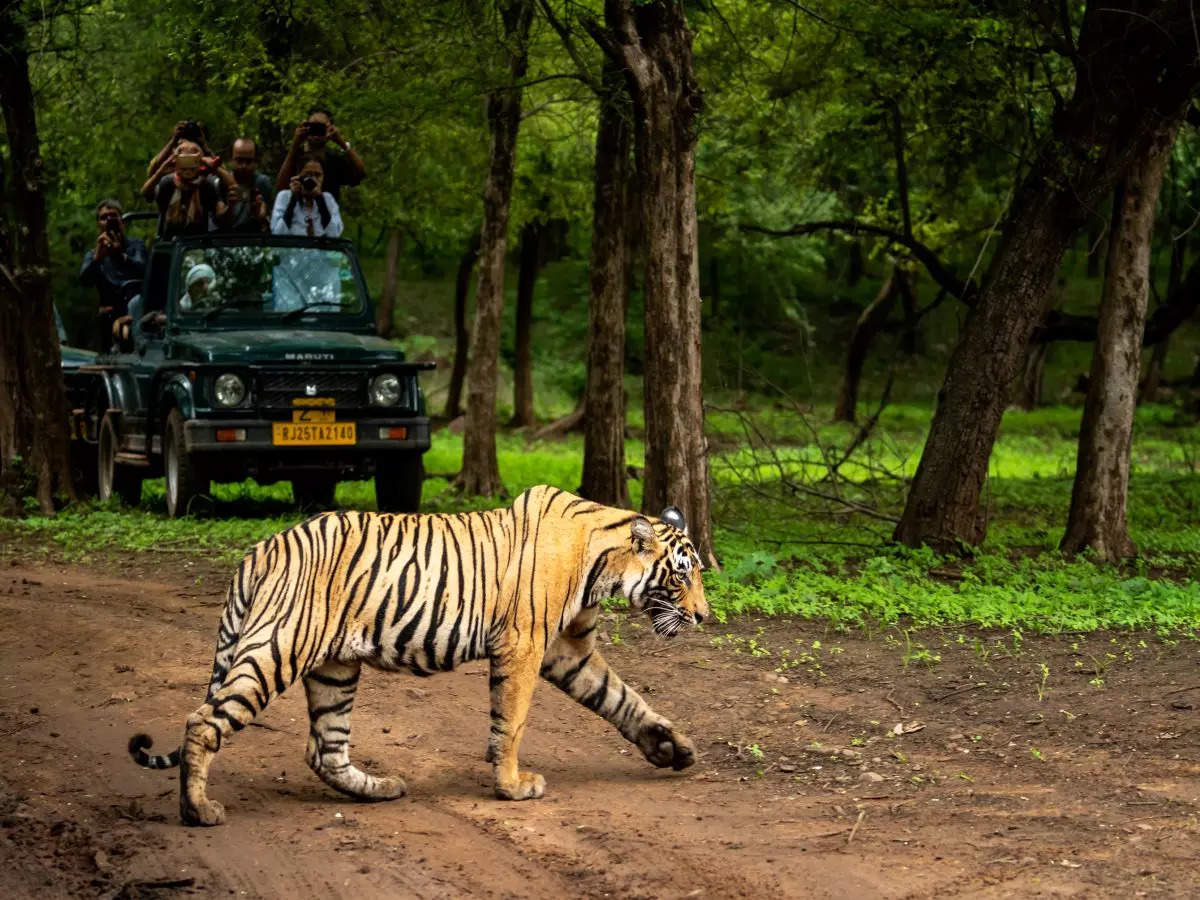 Gujarat all set to get first tiger safari park in Dang