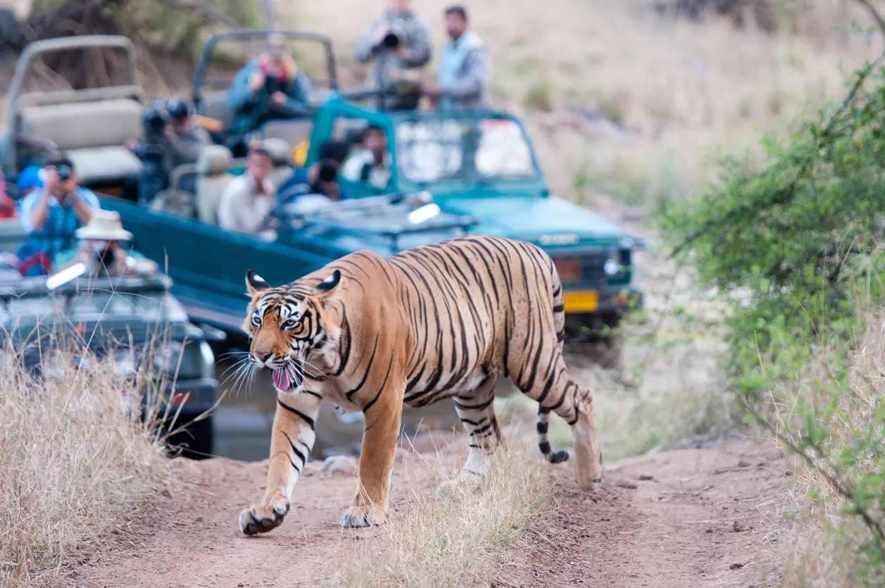 Gujarat will soon have its first tiger safari park in Dang