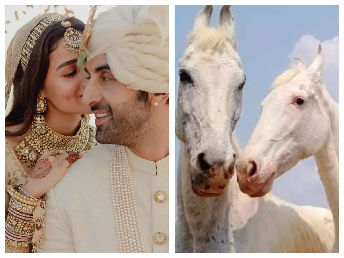 NGO Gift for Ranbir Kappor and Alia Bhatt: An animal welfare NGO names two  white inseparable horses 'Ranbir and Alia' as a wedding gift to the couple  – See photo