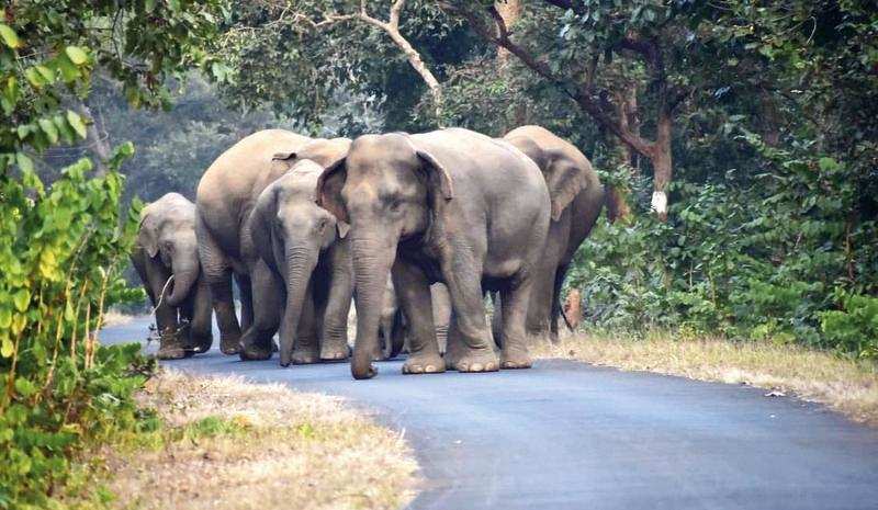 Elephants started migrating from Odisha and Jharkhand to Chhattisgarh in the 1980s. From Chhattisgarh, they have now started entering MP and Maharashtra due to forced eviction
