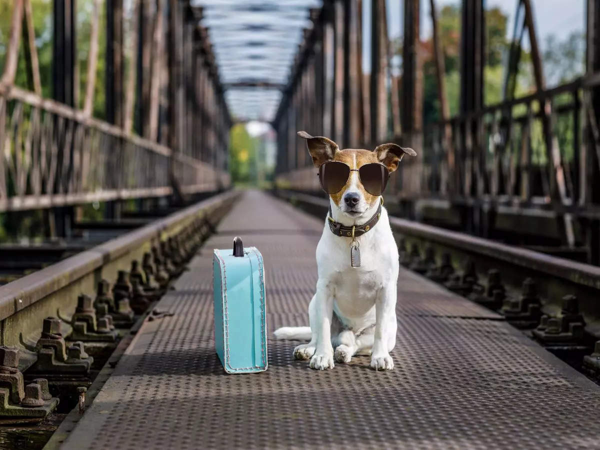How to travel in a train in India with your pet?