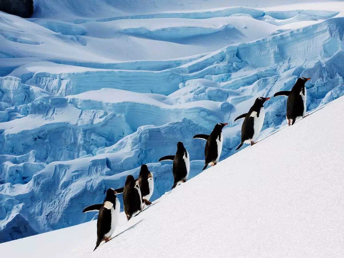 Dream job alert! Count penguins and run a post office in Antarctica