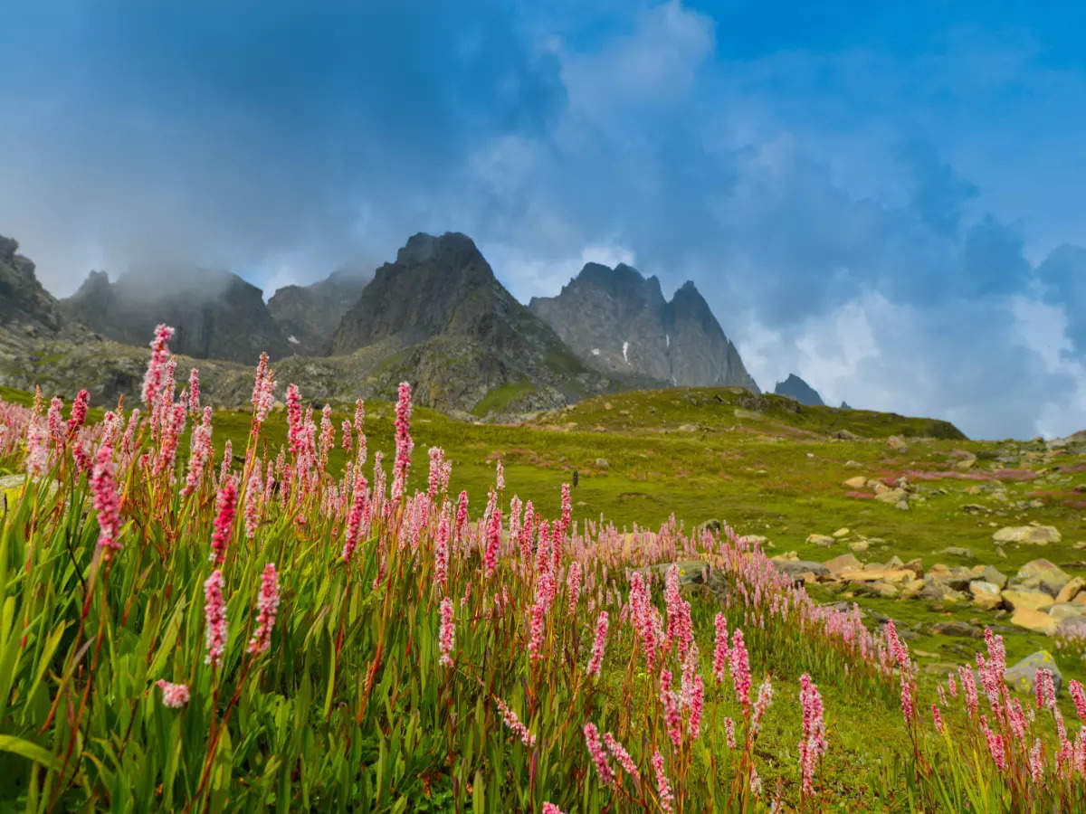 Have you been to these valley of flowers in India?