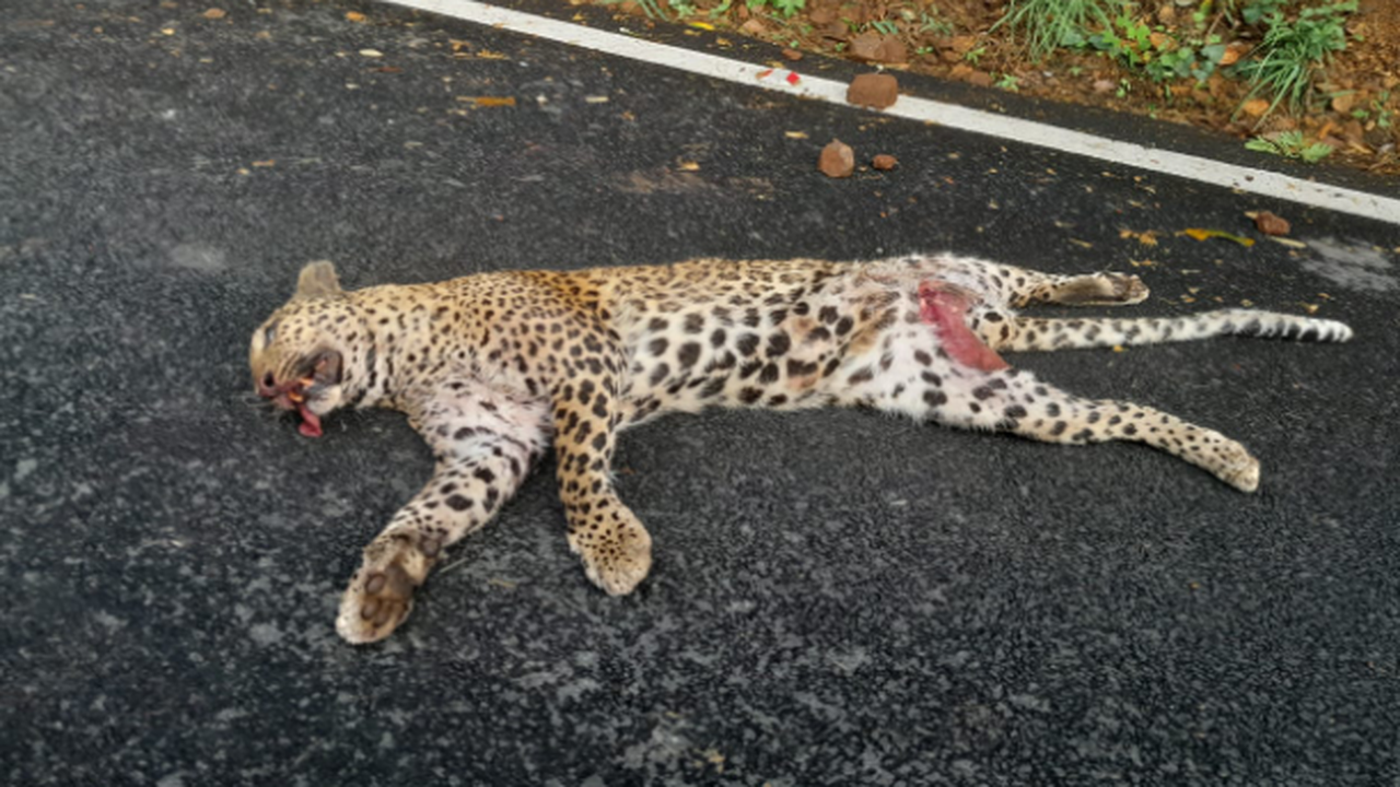 Speeding vehicle kills leopard near Kodaikanal | Chennai News - Times of  India