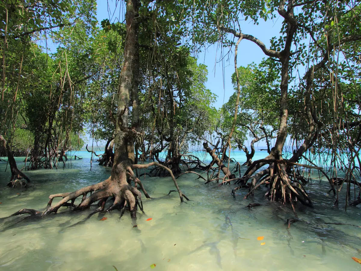Заповедники мангровые леса Египта фото
