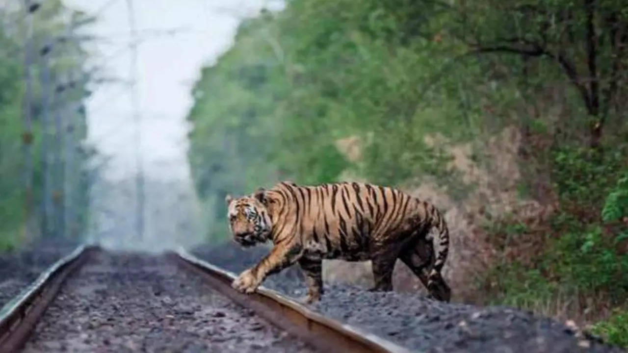Seventeen-year-old Wagdoh, which passed away on Monday, was once sighted walking across the Chandrapur-Gondia railway track and had a miraculous escape.
