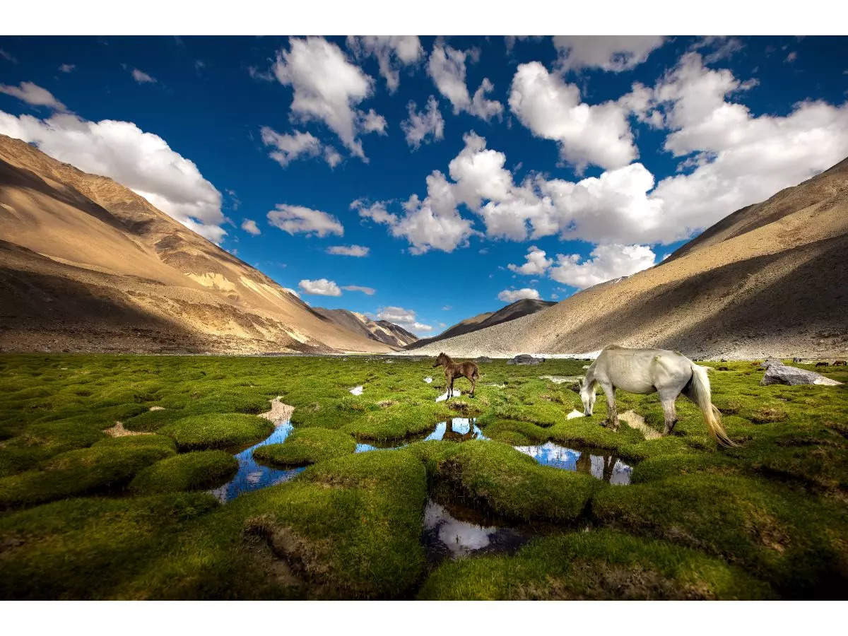 Amazing places to visit in Ladakh