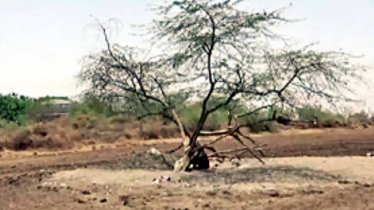 The man was tied to this tree. Soon he may get to live a life of dignity 
