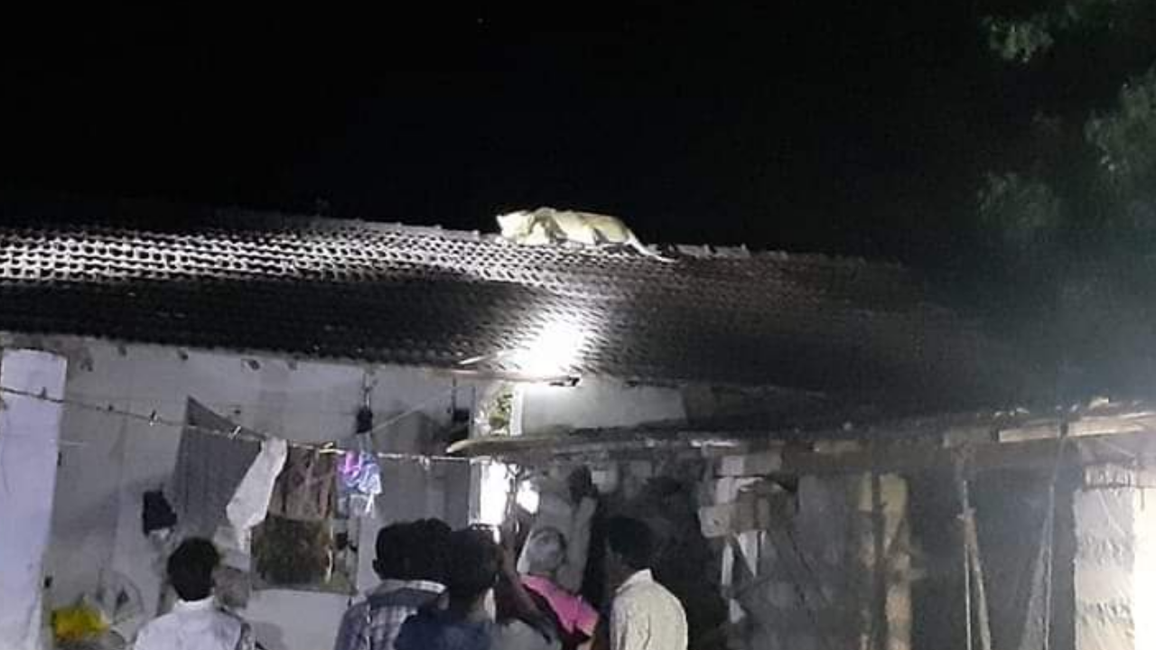 Gujarat: Lioness at Gir climbs over roof of house | Rajkot News - Times of  India