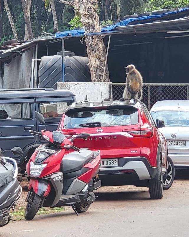 Panic ensued as one monkey was seen to be frothing at its mouth, thus raising concerns of health risks that came with being exposed to the animal
