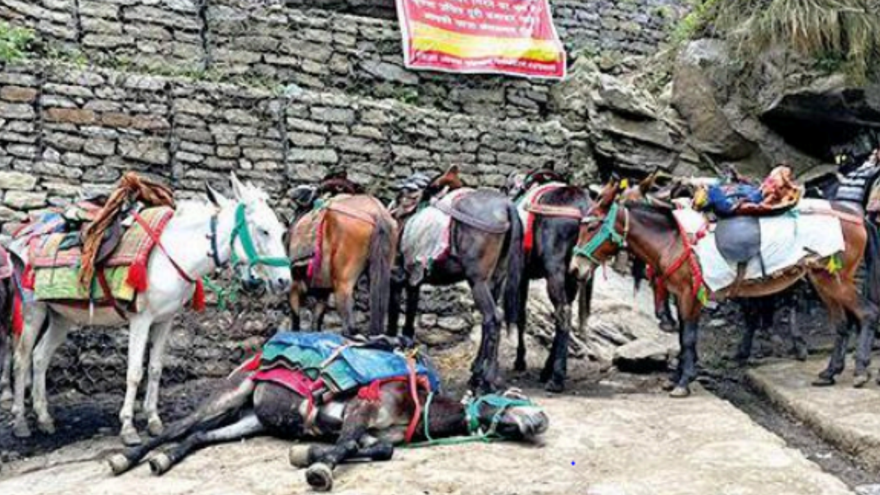 Mules in Kedarnath overworked, beaten, drugged & dying | Dehradun News -  Times of India