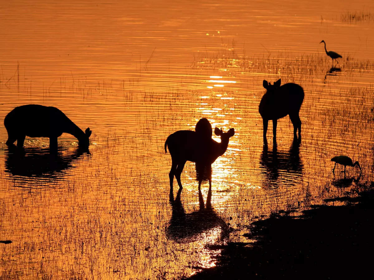 These are India's best night safaris!