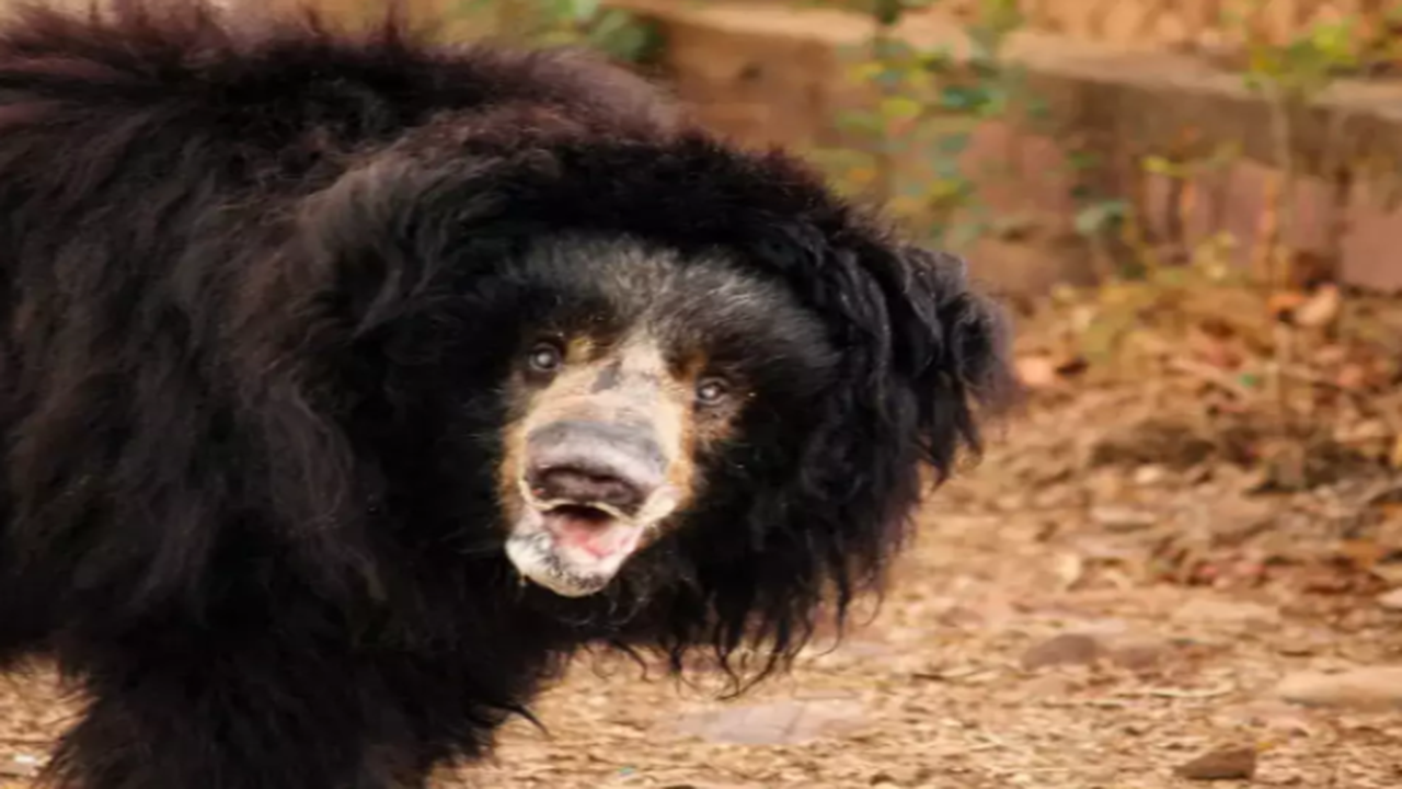 Valparai tea estate worker injured in sloth bear attack | Coimbatore News -  Times of India