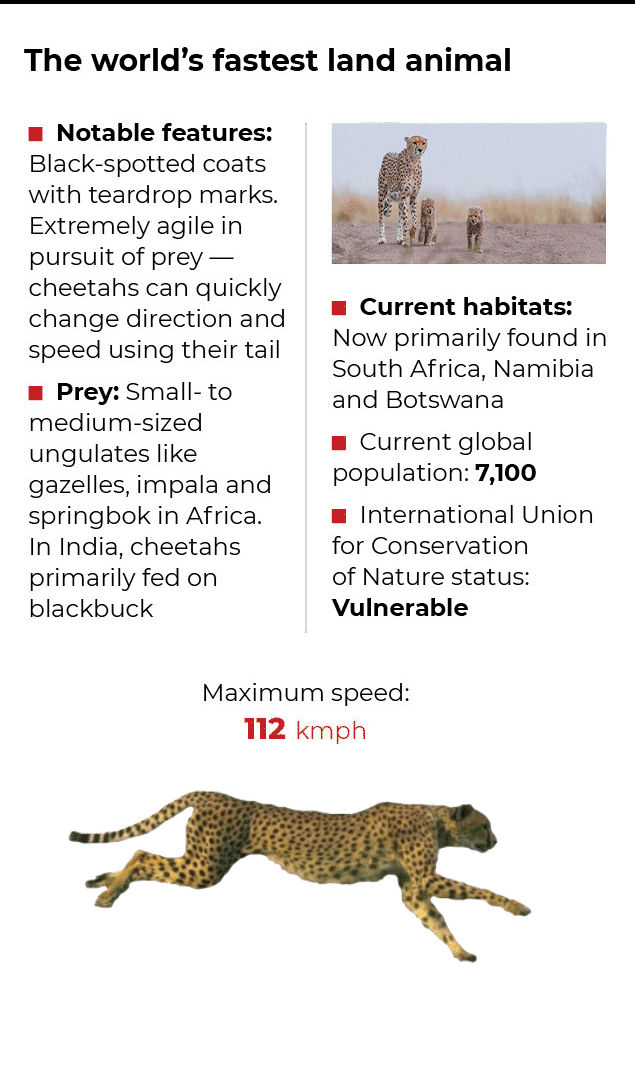 Indian sanctuary that will be home to cheetahs soon | India News - Times of India Indian sanctuary that will be home to cheetahs soon | India News - Times of India