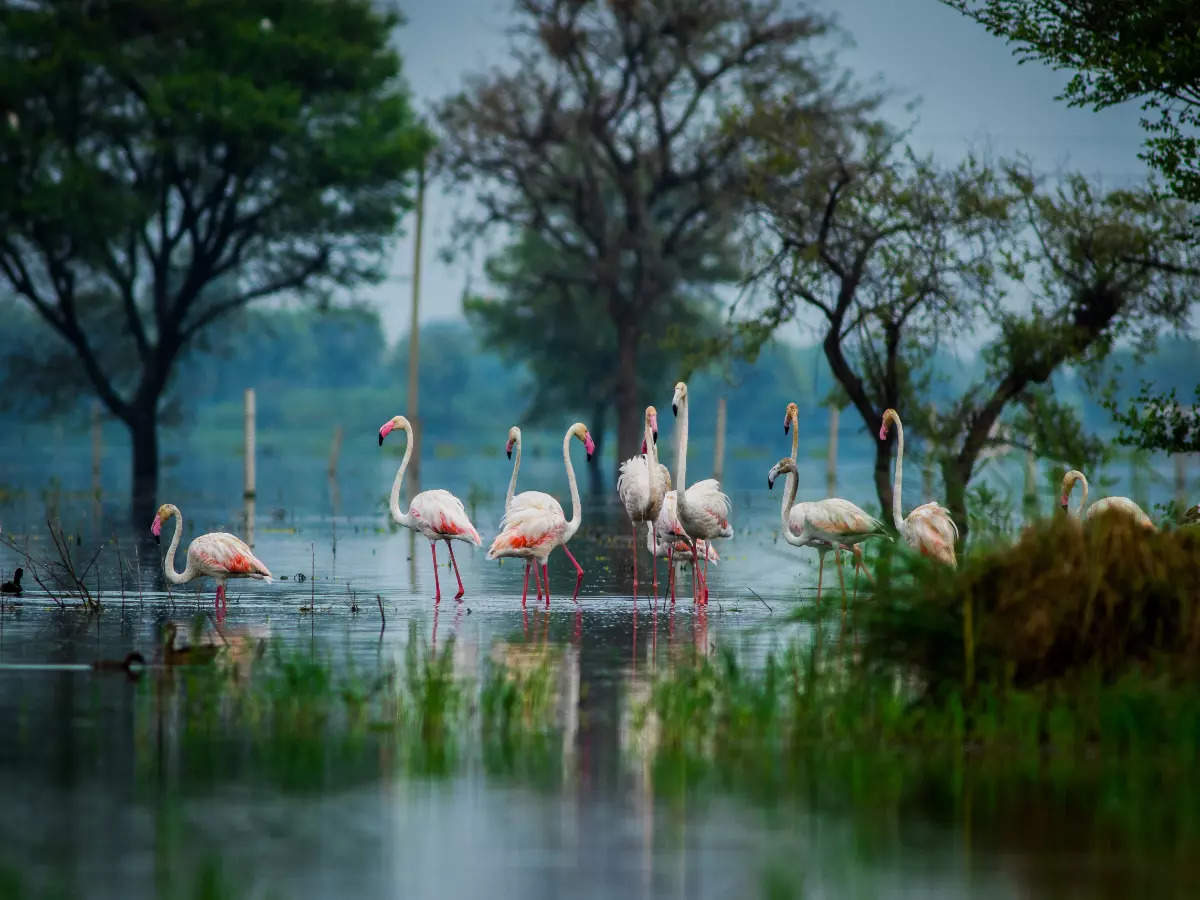 India's most unique nature experiences | Times of India Travel