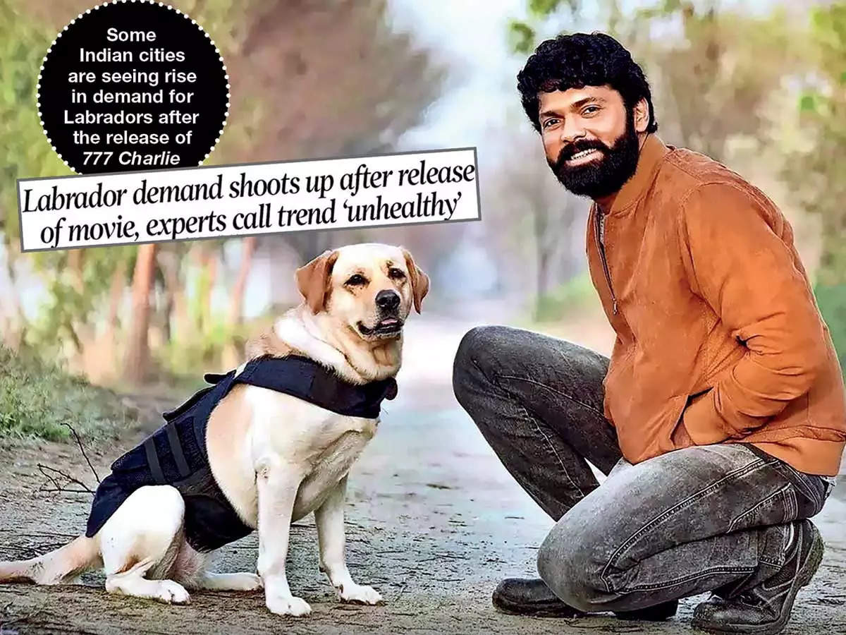 Experts on obsession with on-screen dogs: See the bond, not the breed |  Hindi Movie News - Times of India