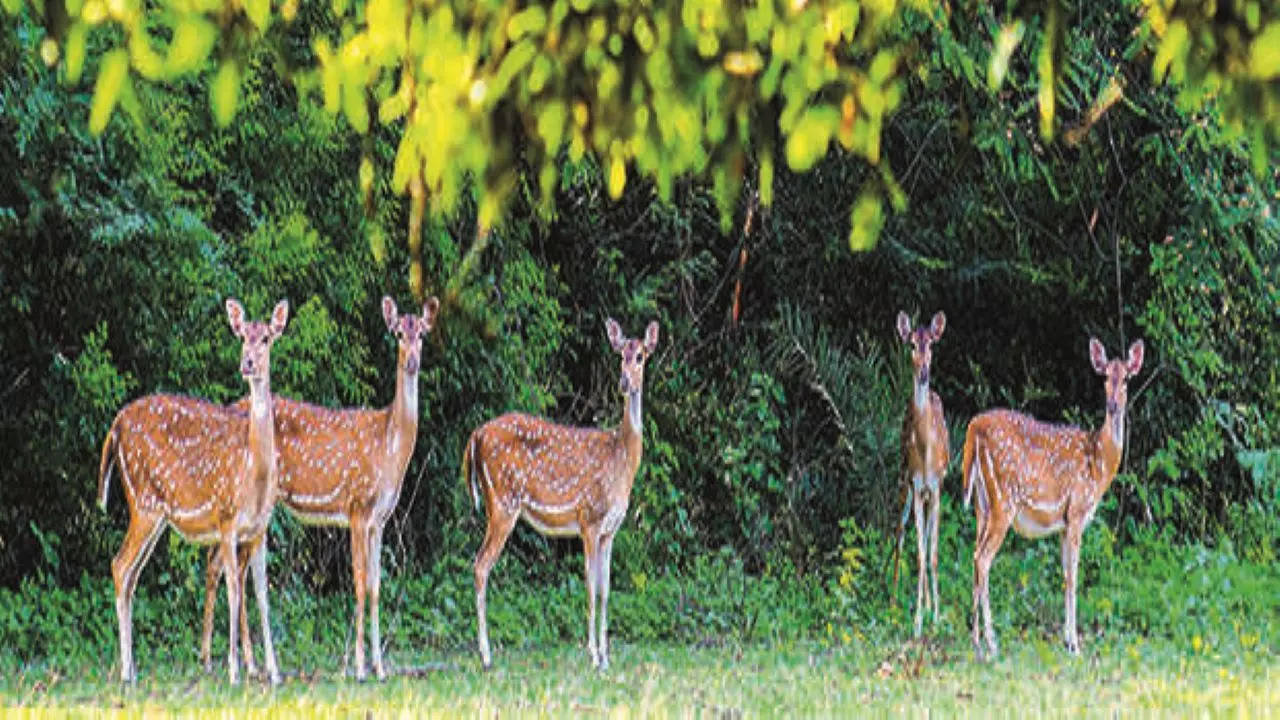 Tb Strain Found In Carcasses Of Deer, Blackbuck At Guindy National Park |  Chennai News - Times of India