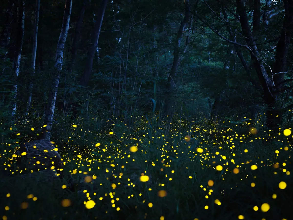 Dancing in the dark: Fireflies look pretty as they shine in the forest at night. The insects are only seen at the start of the rains and Maharashtra has a Fireflies Festival each year. 