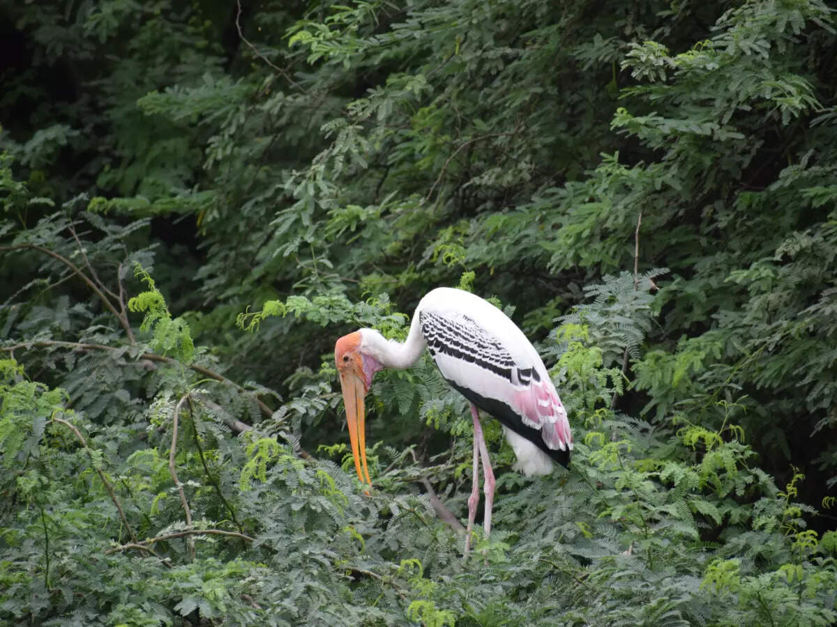All you need to know about Delhi&rsquo;s biodiversity parks
