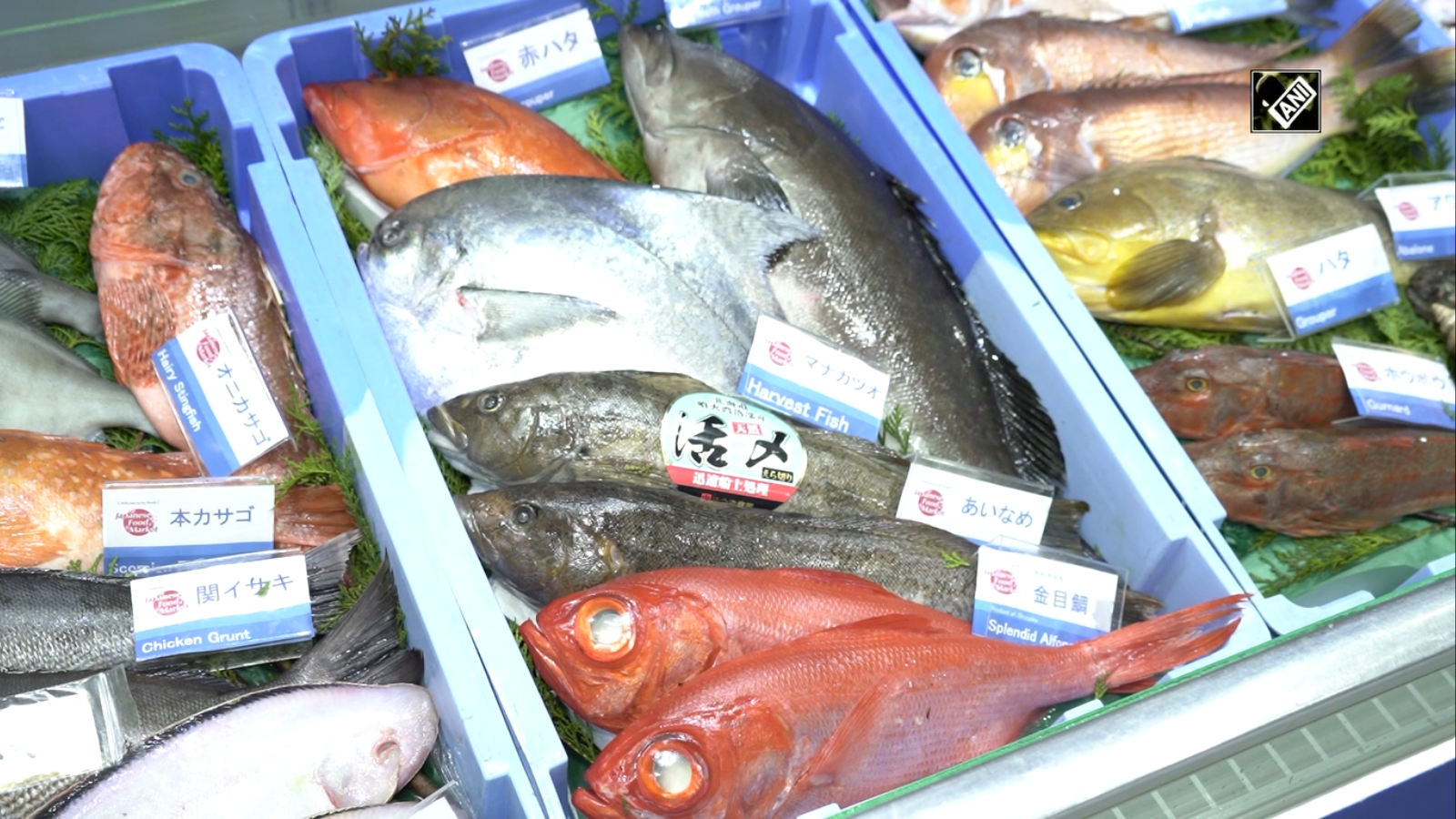 Japanese Food Exporters Eying Global Market News Times Of India Videos