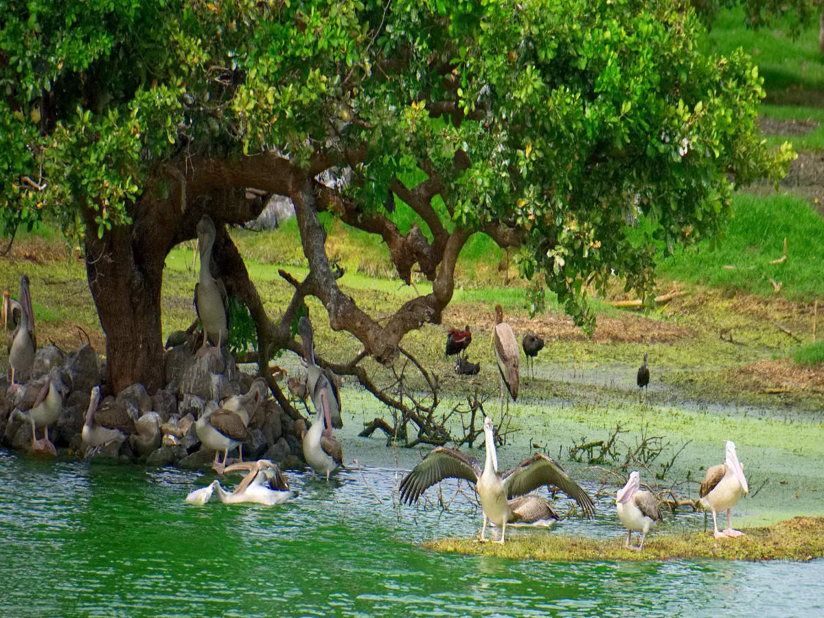 Vedanthangal – The story of the people and their birds