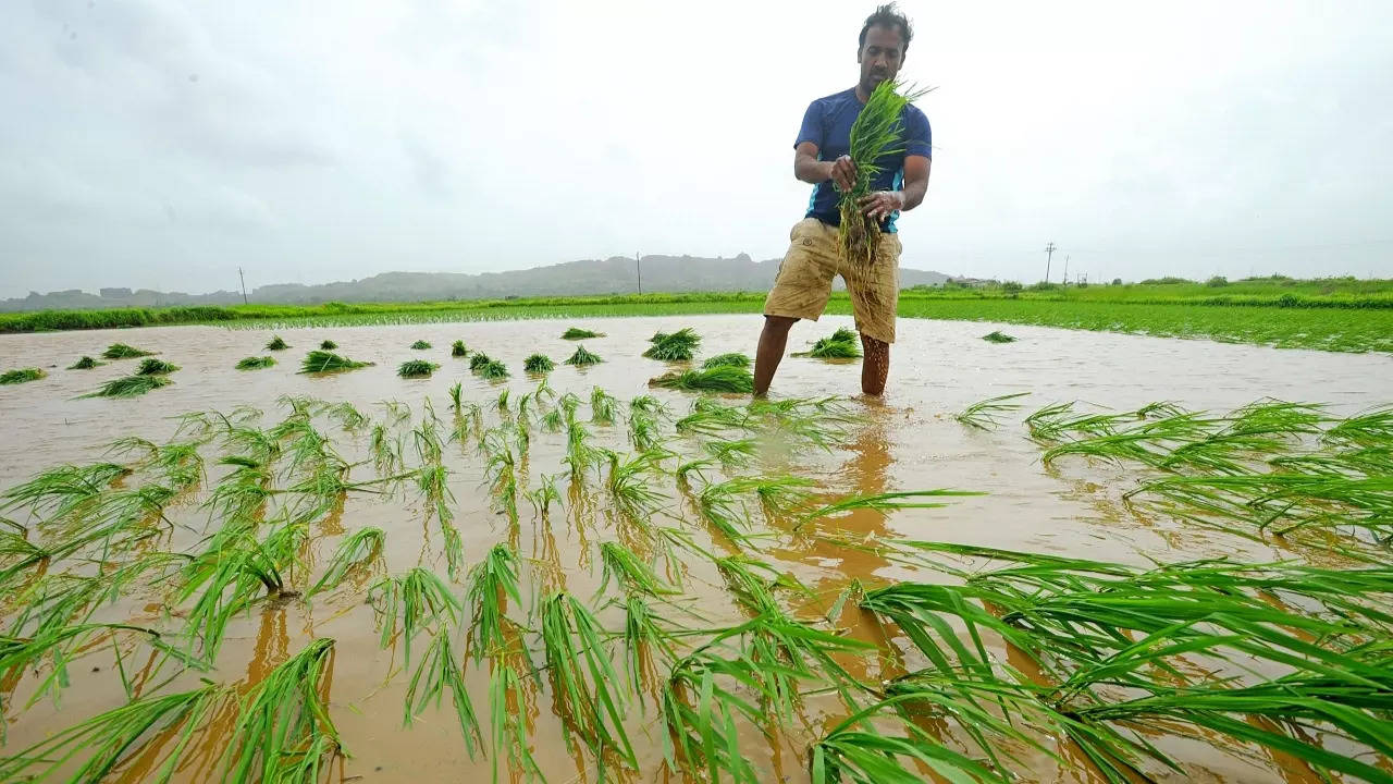 Natural farming is service to 'Mother Earth, gaumata': PM Modi | India News  - Times of India