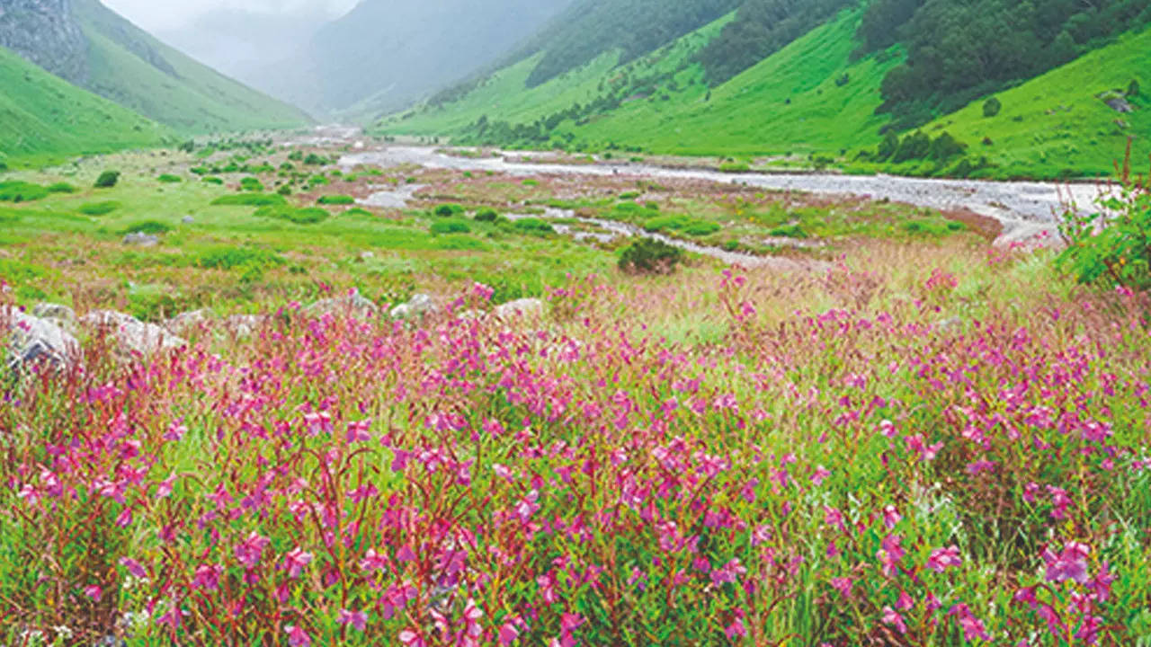 Uttarakhand: Valley of Flowers closed as trek route washed away | Dehradun News - Times of India