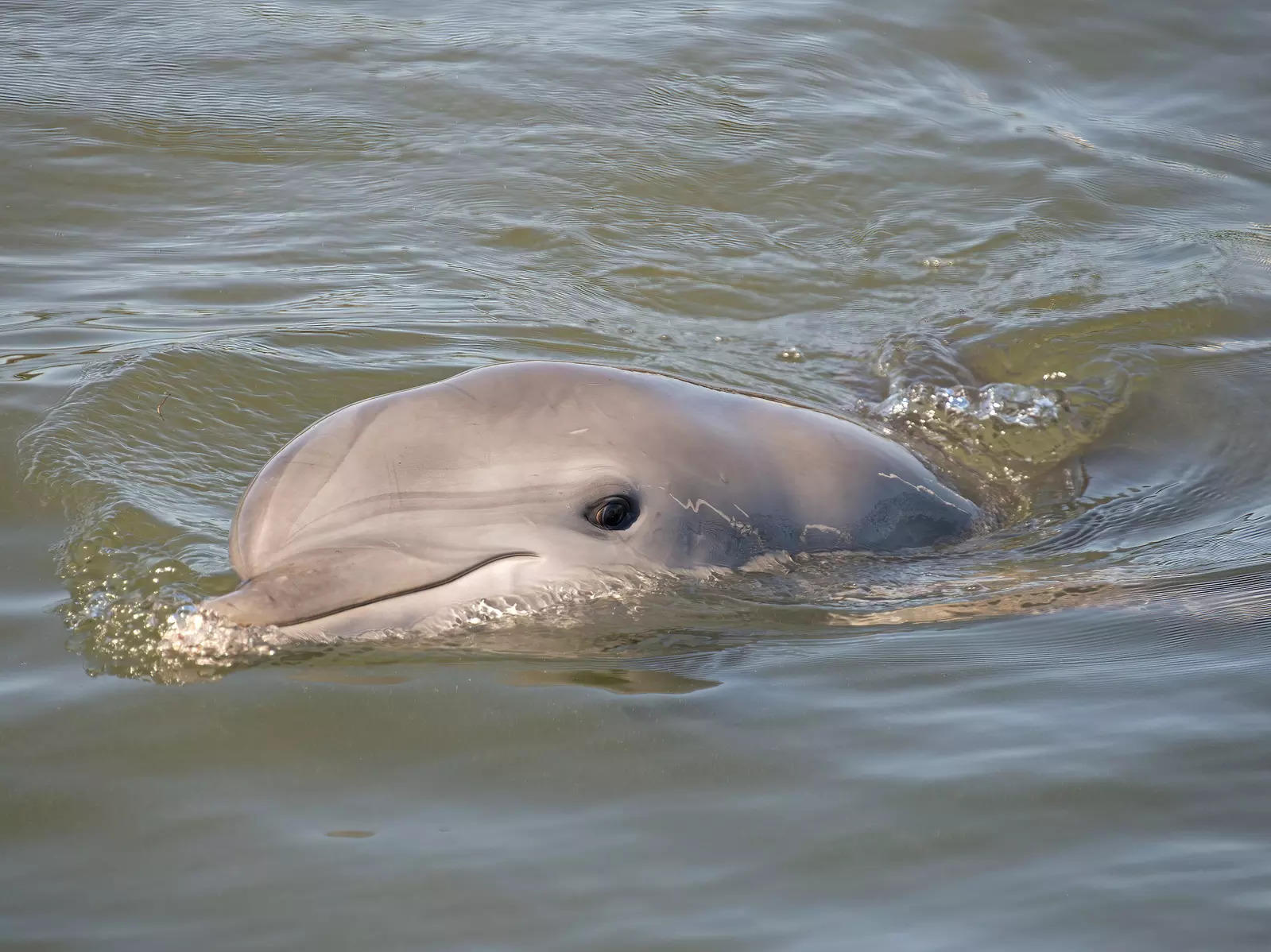 A juvenile male bottlenose dolphin (Representative image/file: AP)