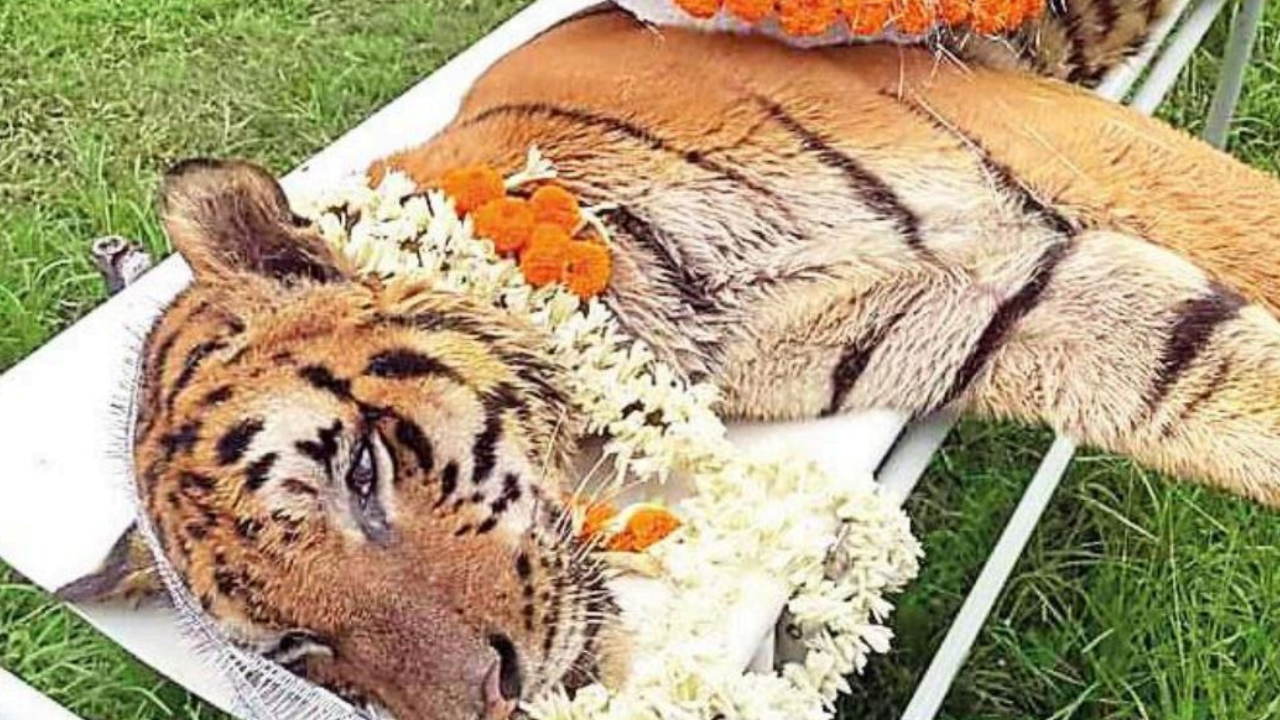 State's Oldest Royal Bengal Dies At 25, Gets Send-off Fit For A Raja | Kolkata News - Times of India State's Oldest Royal Bengal Dies At 25, Gets Send-off Fit For A Raja | Kolkata News - Times of India