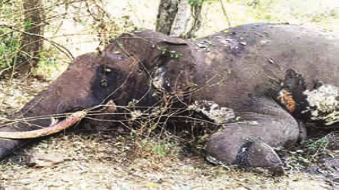 The Elephant Tusker dies.