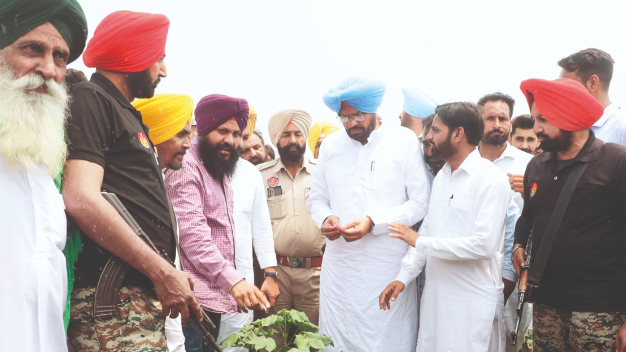 Agriculture minister Kuldeep Singh Dhaliwal inspects the cotton crop