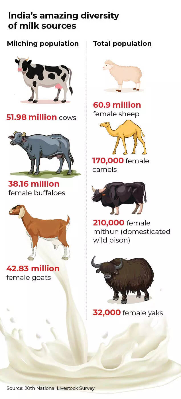 Why India's next Operation Flood should be of non-bovine milk | India News - Times of India Why India's next Operation Flood should be of non-bovine milk | India News - Times of India