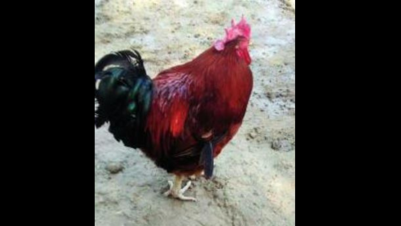 Stanley Road, Allahabad Map, Property Rates, Projects, Photos, Reviews