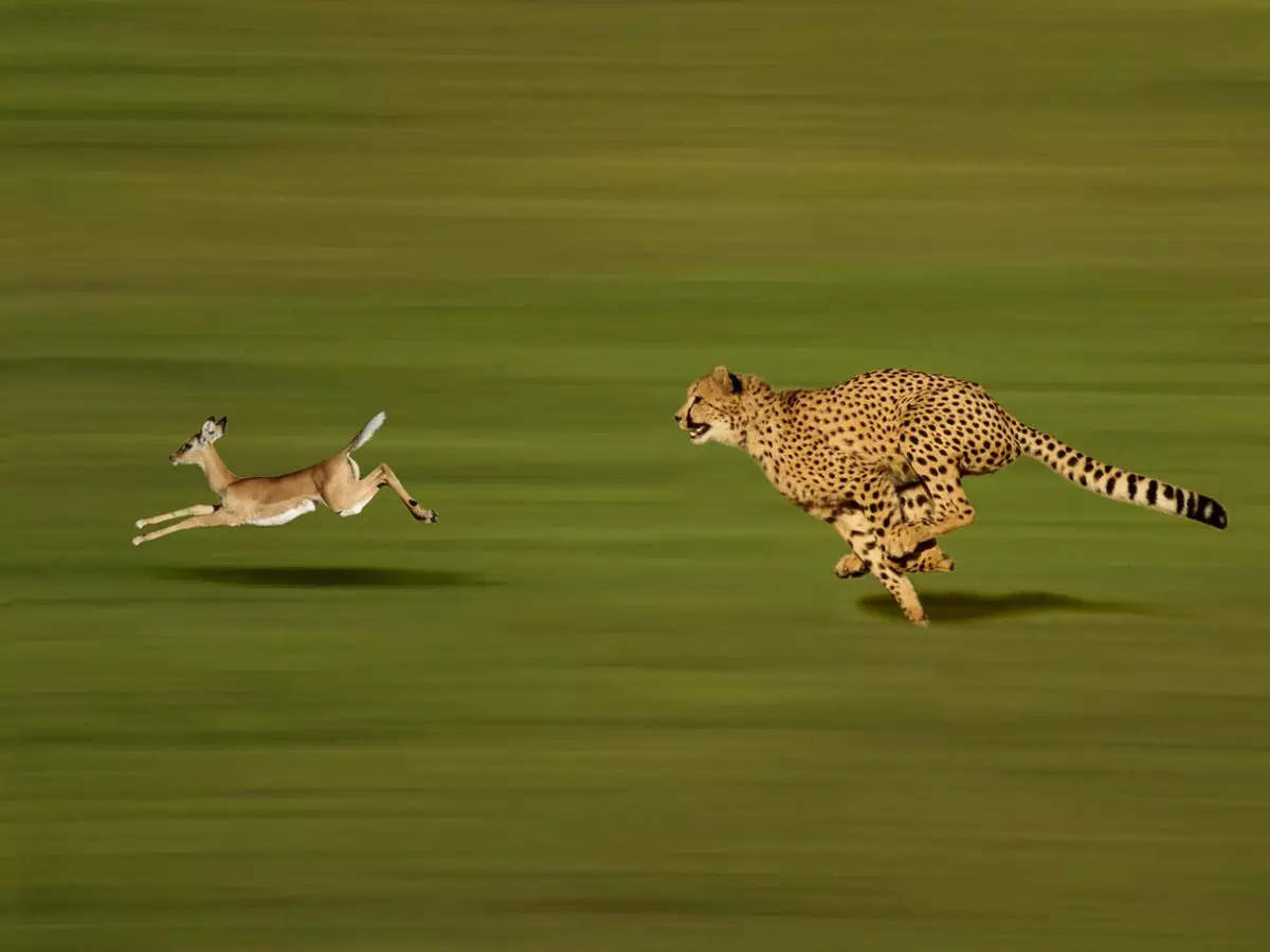 Cheetahs all set to return to India this August after 70 years!
