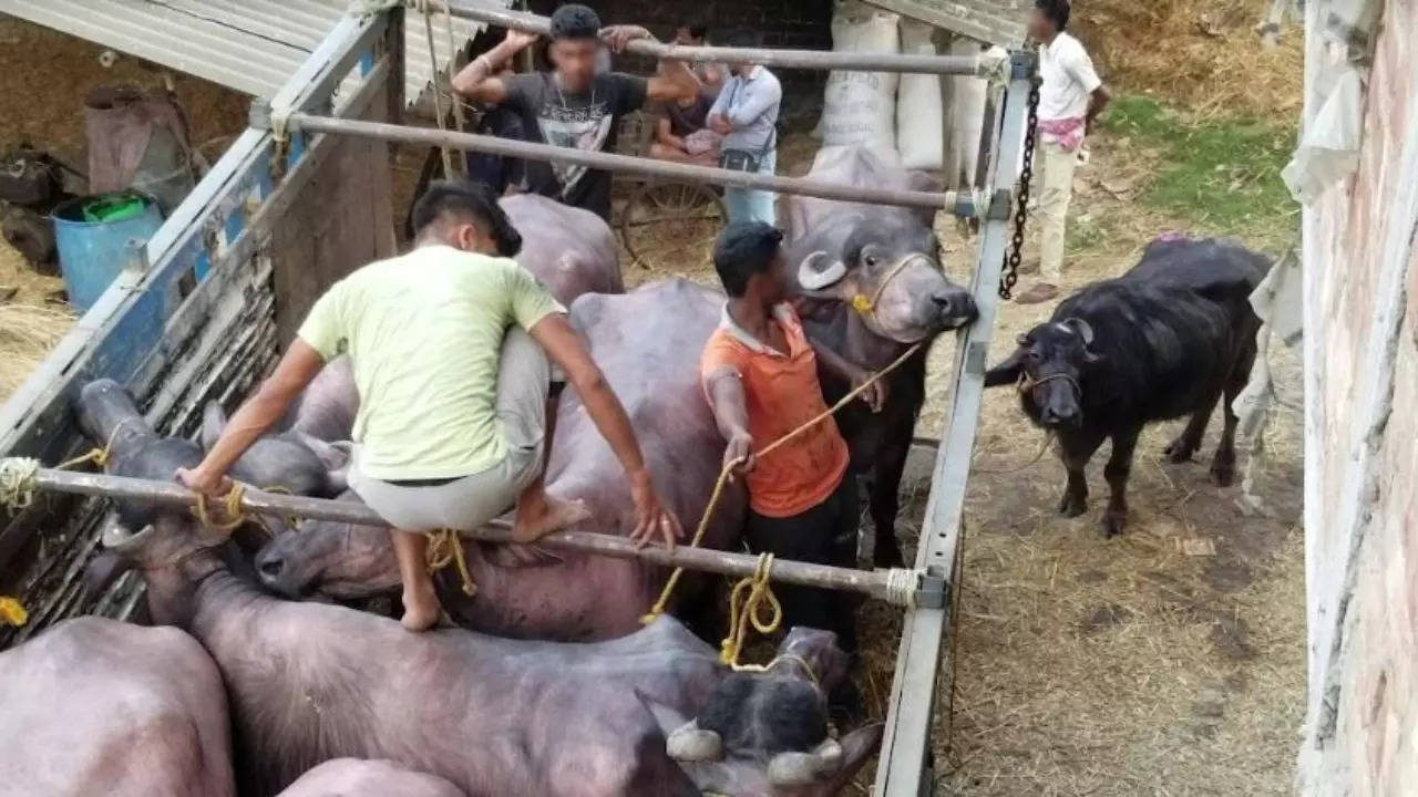 Animal Equality urges Kolkata authorities to prosecute buffalo abusers |  Pune News - Times of India