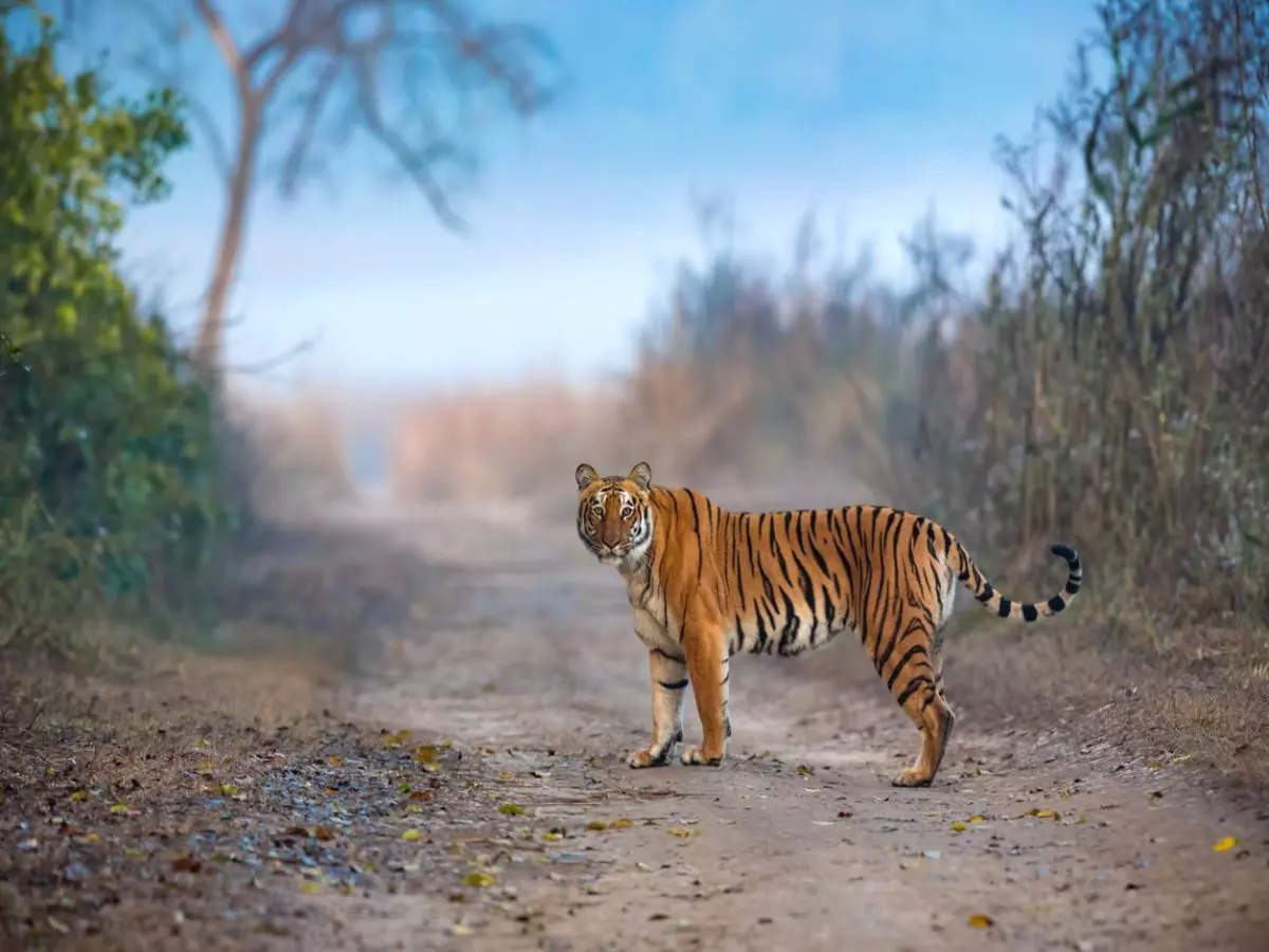 Andhra Pradesh’s tiger population has crossed 60 in 48 years!