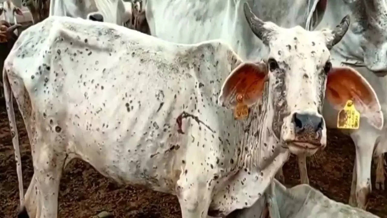 Lumpy skin disease: Vet team in affected districts of Punjab | Chandigarh  News - Times of India