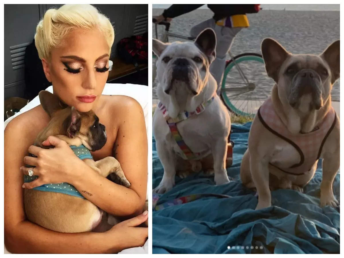 Watch Access Hollywood Highlight: Lady Gaga's Two French Bulldogs Stolen After Dog Walker Gets Shot Multiple Times | zalozymyspolke.pl