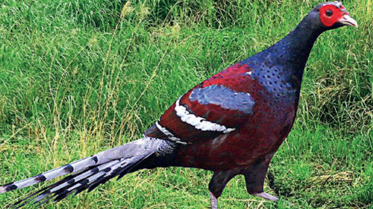 India has 1,331 bird species, West Bengal has 837' | Kolkata News - Times  of India