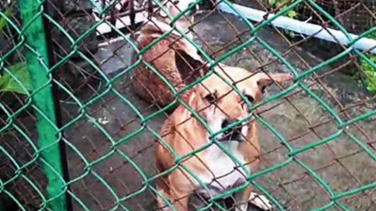 The captured stray dogs were kept locked in a van for six hours