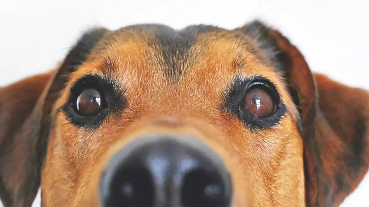 Nkda Prepares Draft Of New Rules For Pet Owners | Kolkata News - Times of India Nkda Prepares Draft Of New Rules For Pet Owners | Kolkata News - Times of India