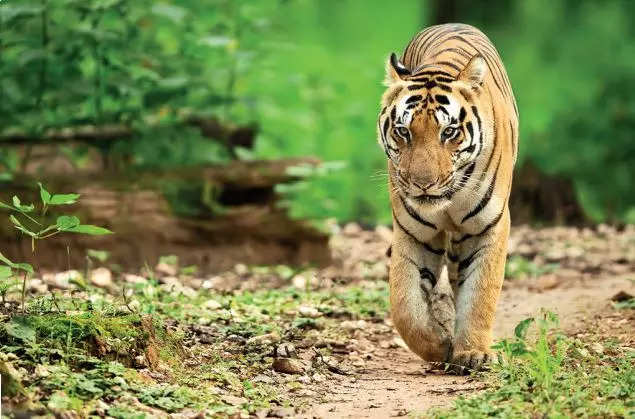 The definition of courage – Tiger Times