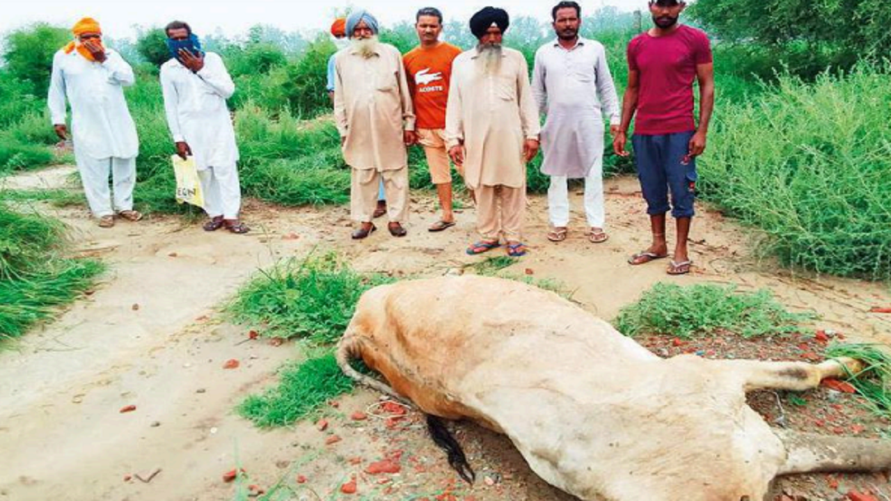 Lumpy skin disease: Disposing of dead cattle a big issue in Punjab | Amritsar News - Times of India Lumpy skin disease: Disposing of dead cattle a big issue in Punjab | Amritsar News - Times of India