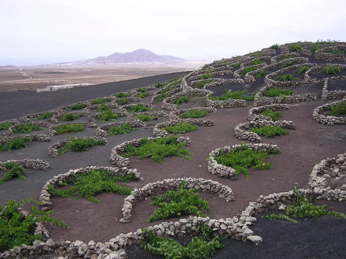 Your favourite wine might have come from the volcanic vineyards of Lanzarote, Spain!