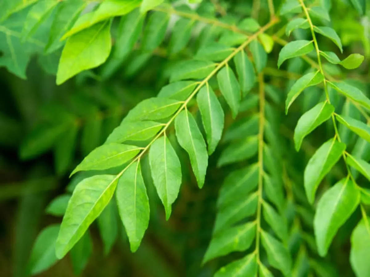 5 ways how curry leaves promote hair growth and prevent greying - Times of  India