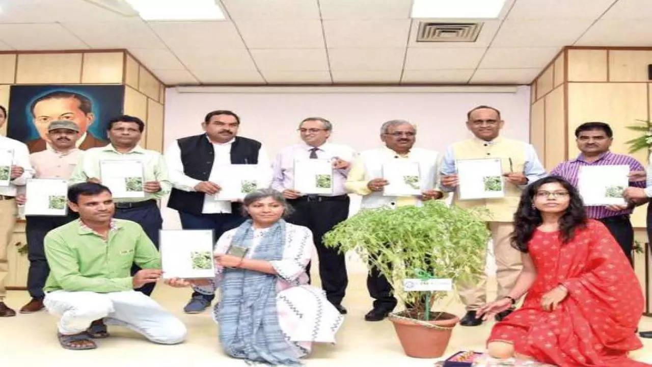 CIMAP scientists with the new variety of oregano