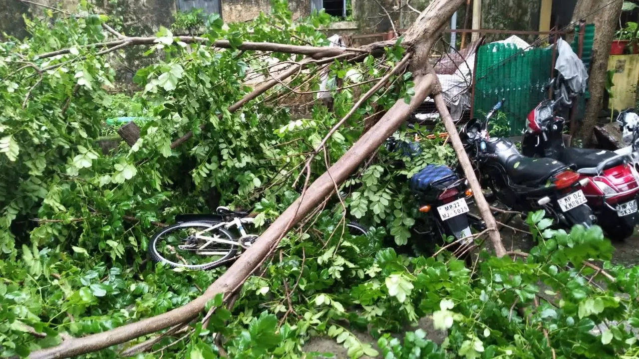 Over 100 trees collapsed across the city on Monday, officials said