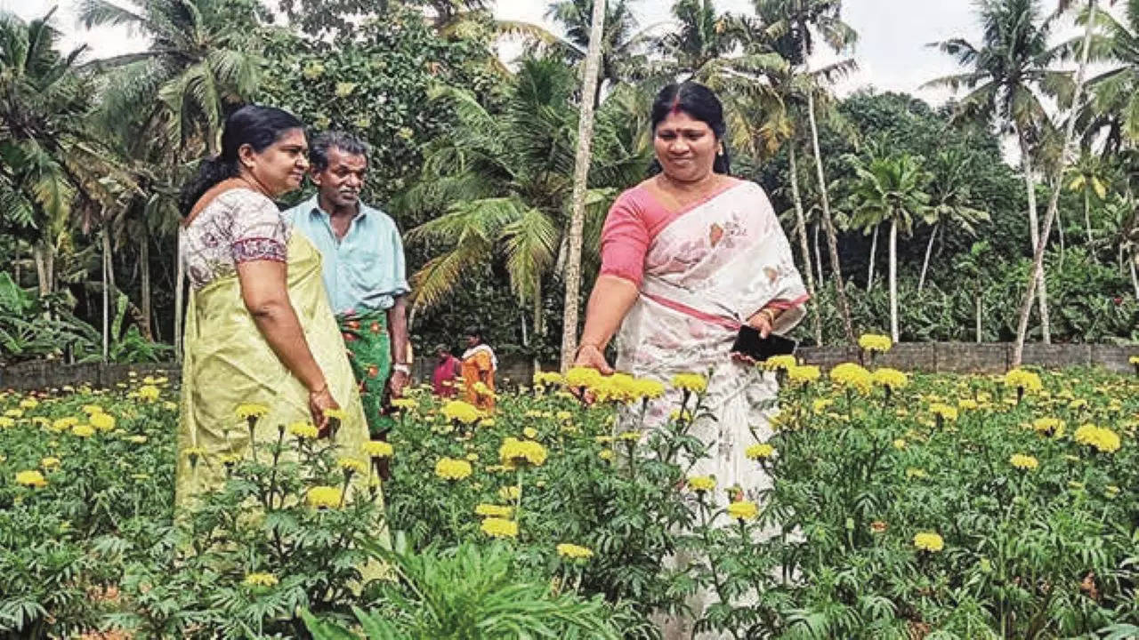 Pallichal panchayat president T Mallika said the flowers from the fields would be sold at the panchayat’s Onam sale on August 29