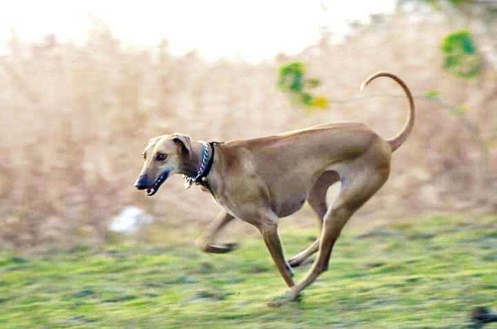 Sajal Kulkarni, who owns a female Caravan Hound, says these dogs are clever guards and fast hunters