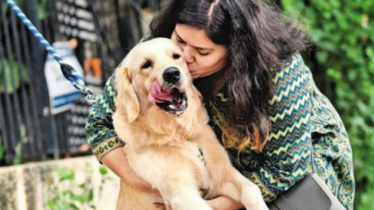 No home for millions: Why every dog needs his day | Delhi News - Times of  India